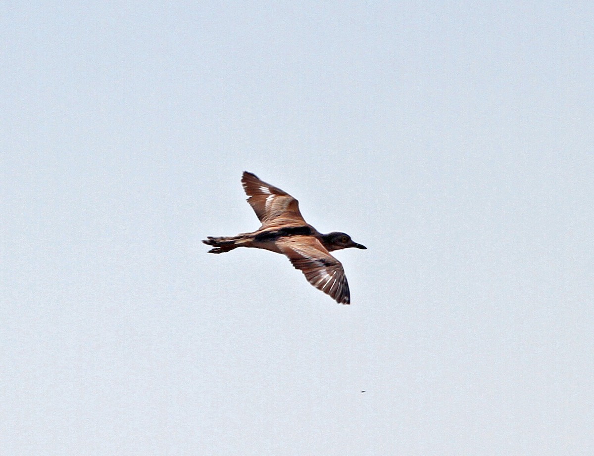 Eurasian Thick-knee - ML310760421