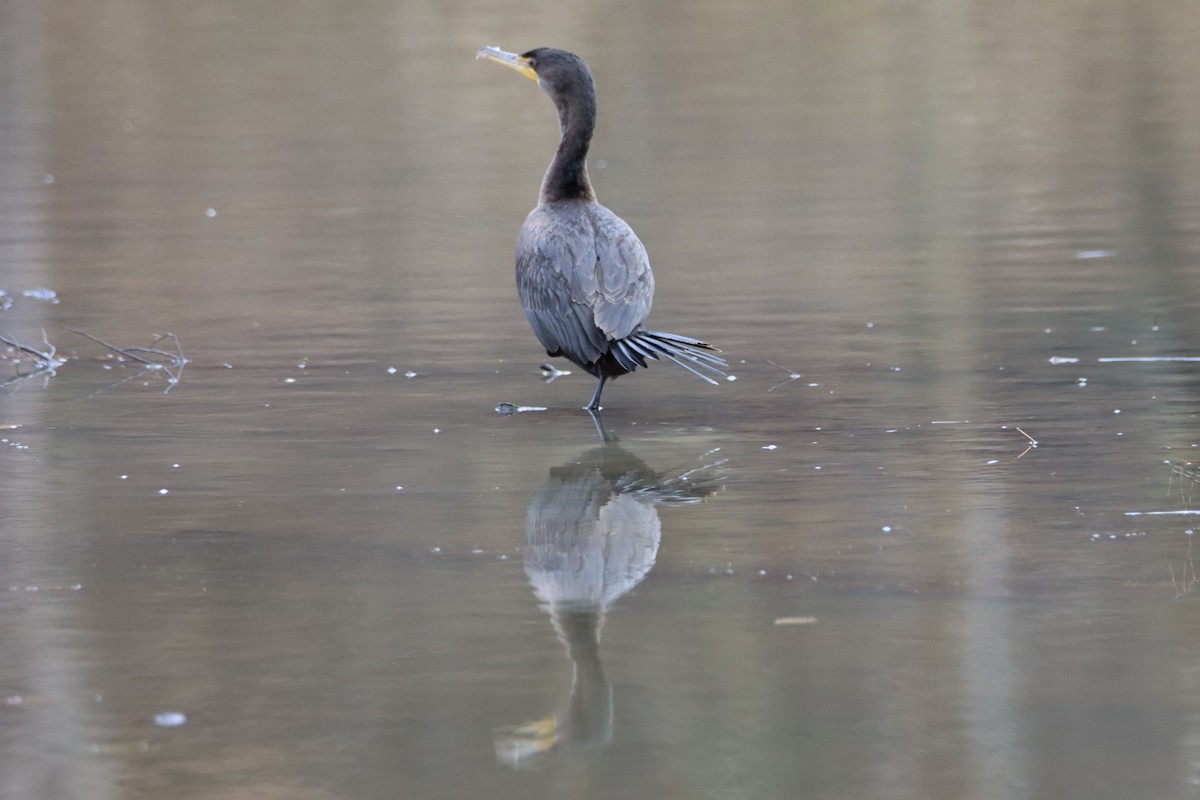 Double-crested Cormorant - ML310762541
