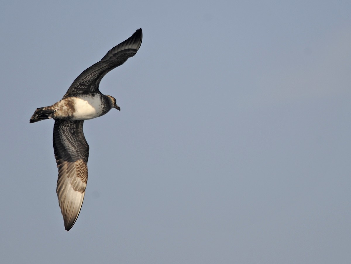 Pomarine Jaeger - ML310763991