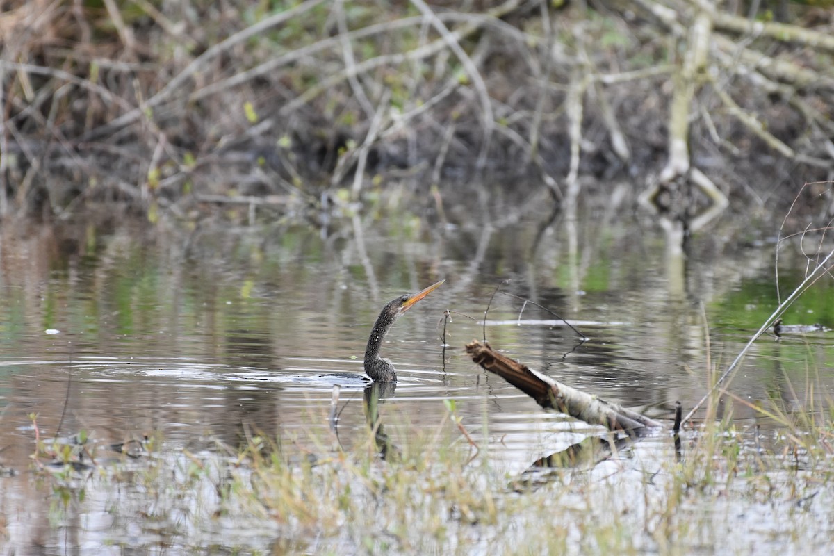 anhinga americká - ML310765021