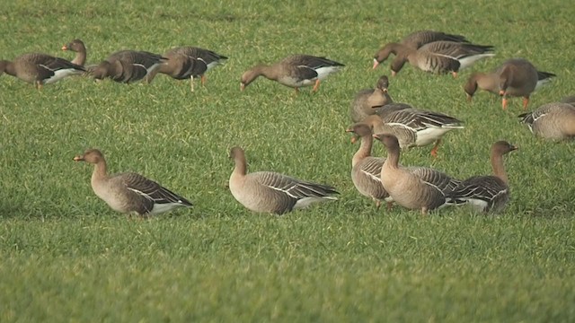 Pink-footed Goose - ML310765051