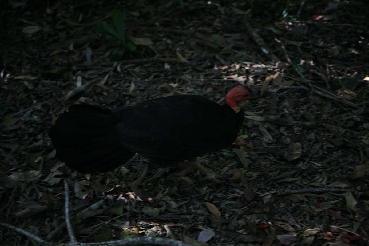 Australian Brushturkey - Marisa Edwards