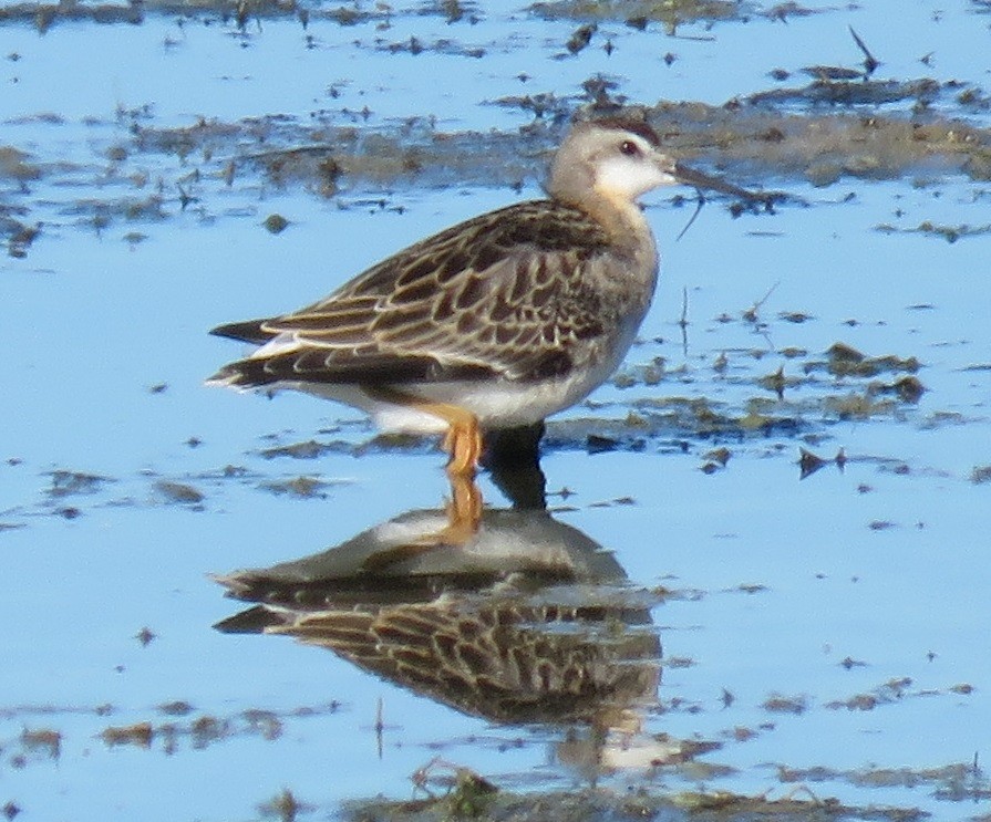 Wilson's Phalarope - ML31076631