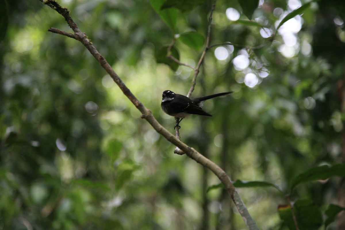 Gray Fantail - Marisa Edwards