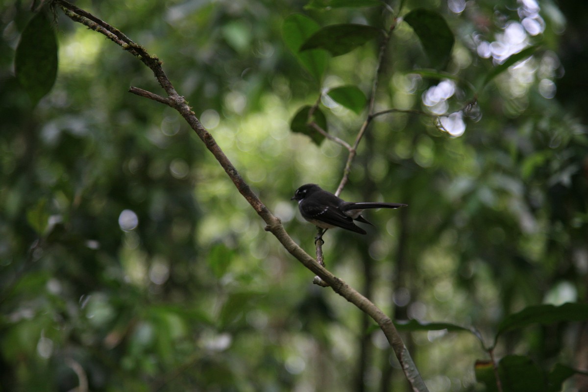 Gray Fantail - Marisa Edwards