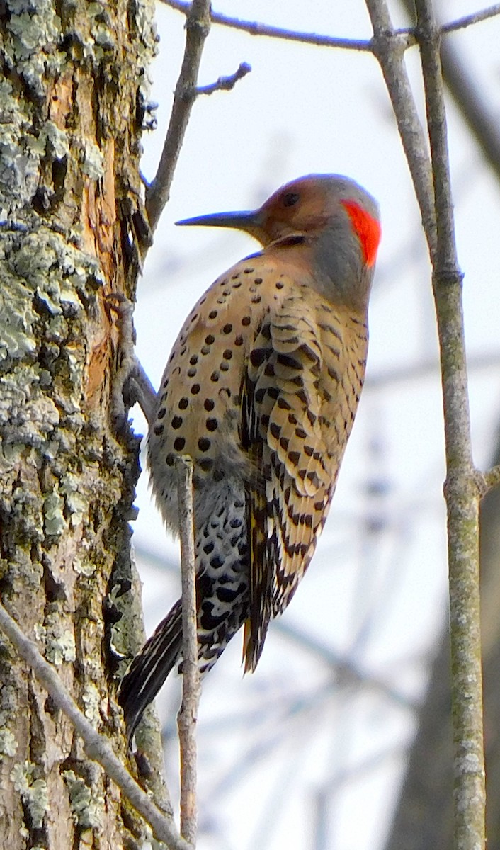 Northern Flicker - Lee Gray