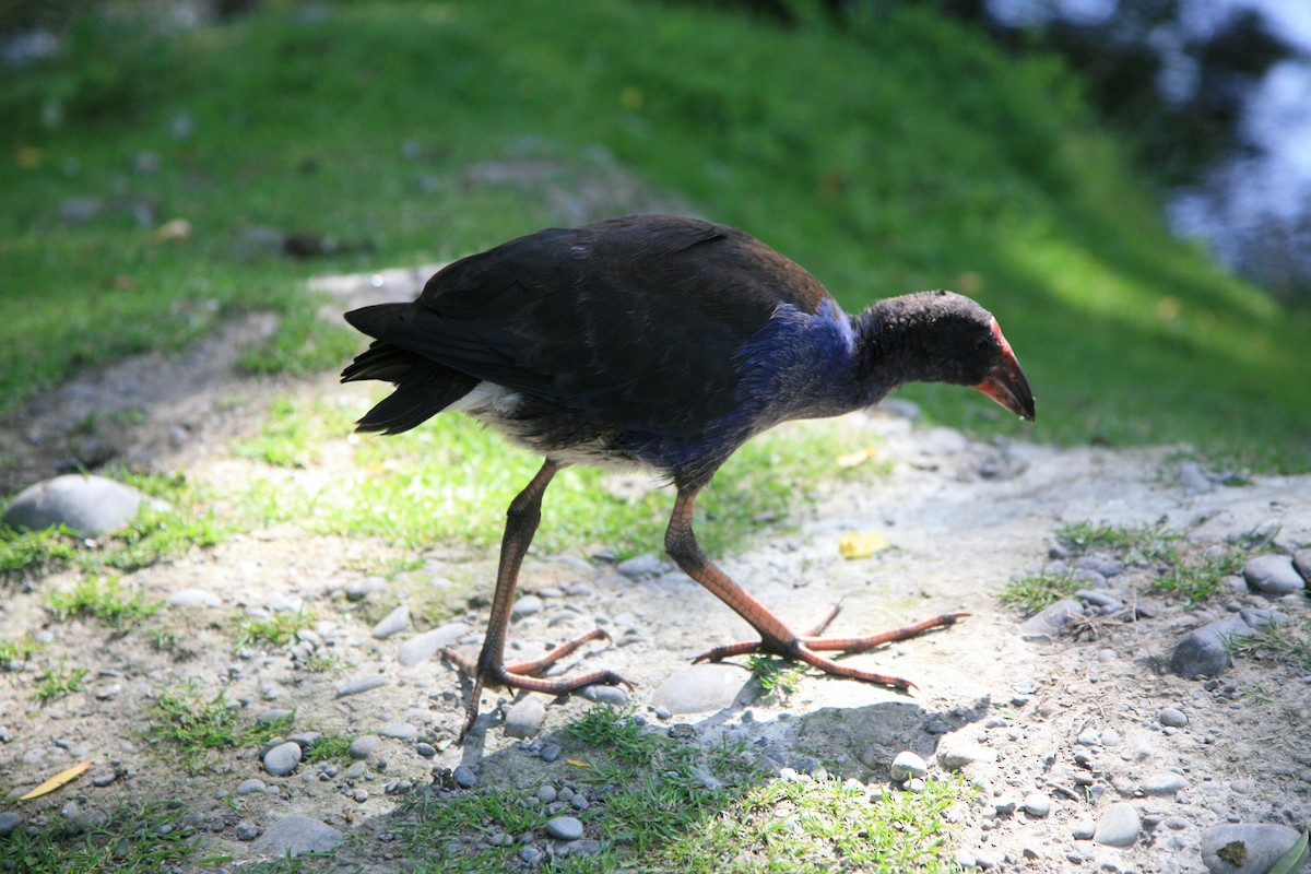 Australasian Swamphen - Marisa Edwards