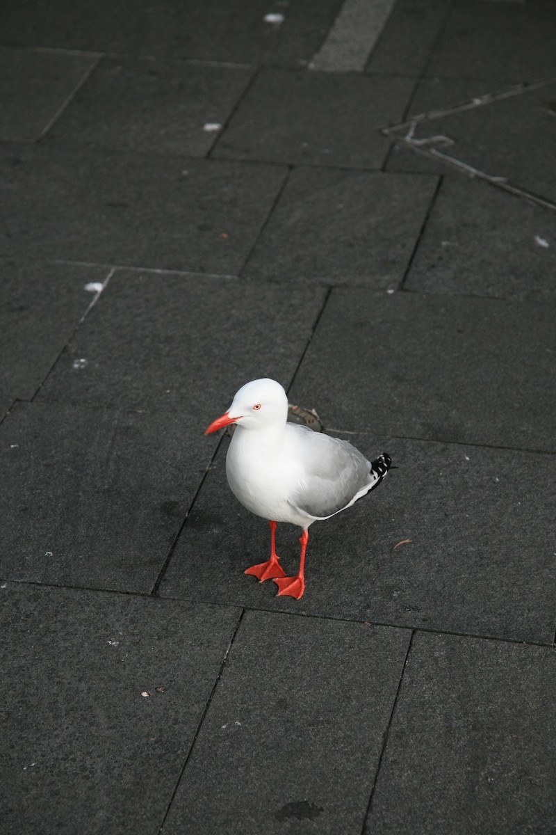 Gaviota Plateada - ML310768541