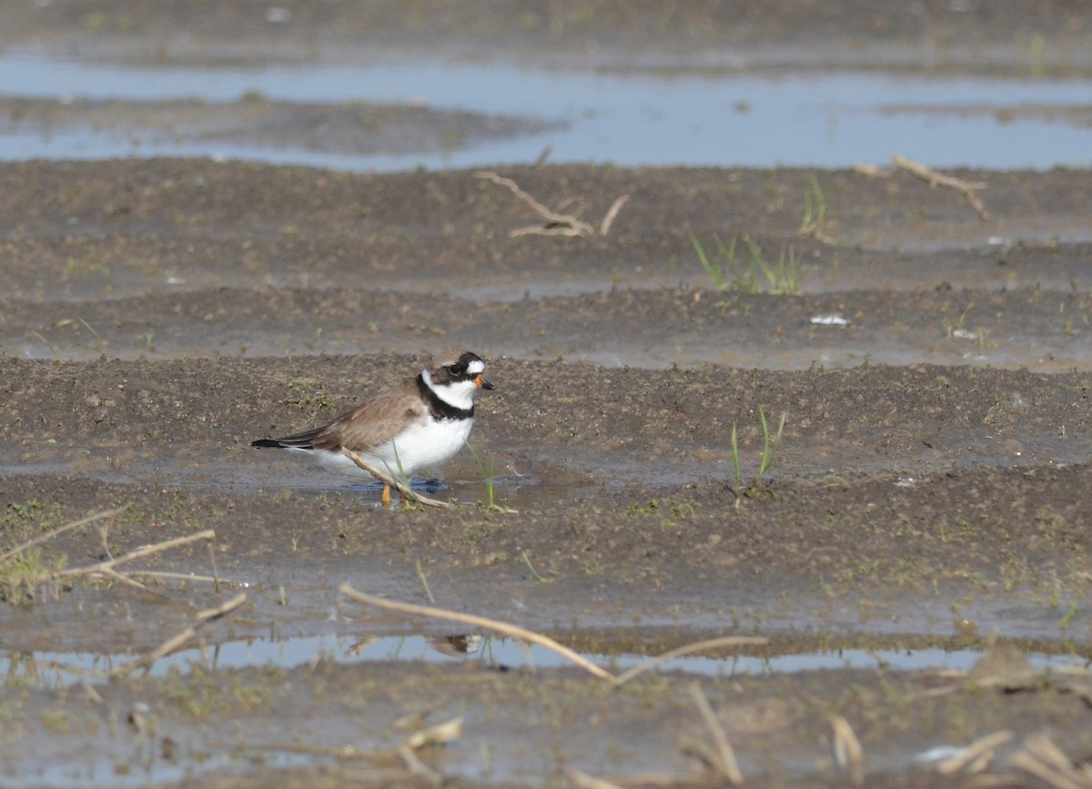 Semipalmated Plover - ML310768871