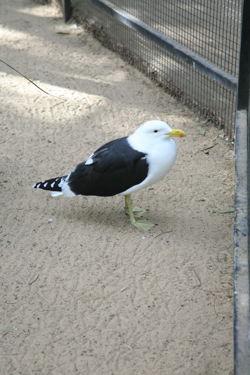 Kelp Gull - ML310769101