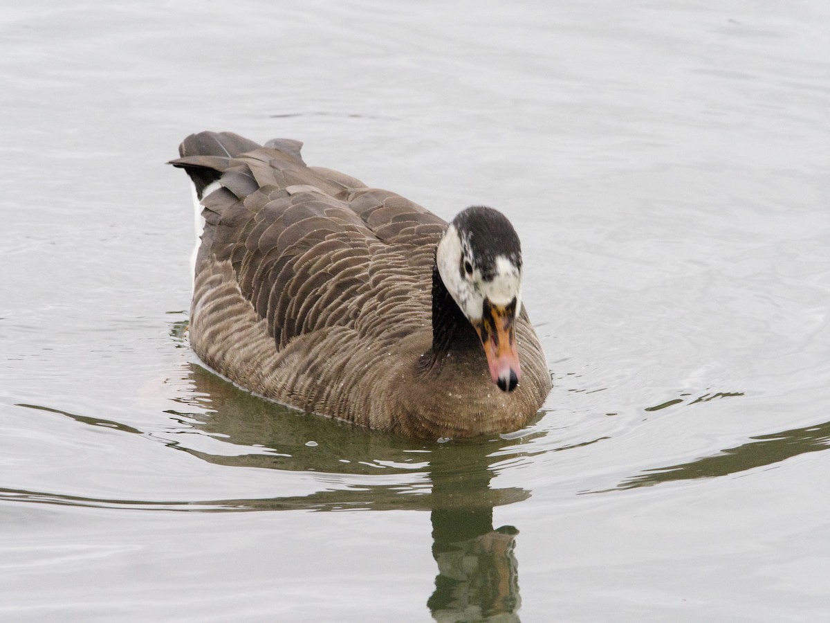 Graylag x Canada Goose (hybrid) - ML310769321