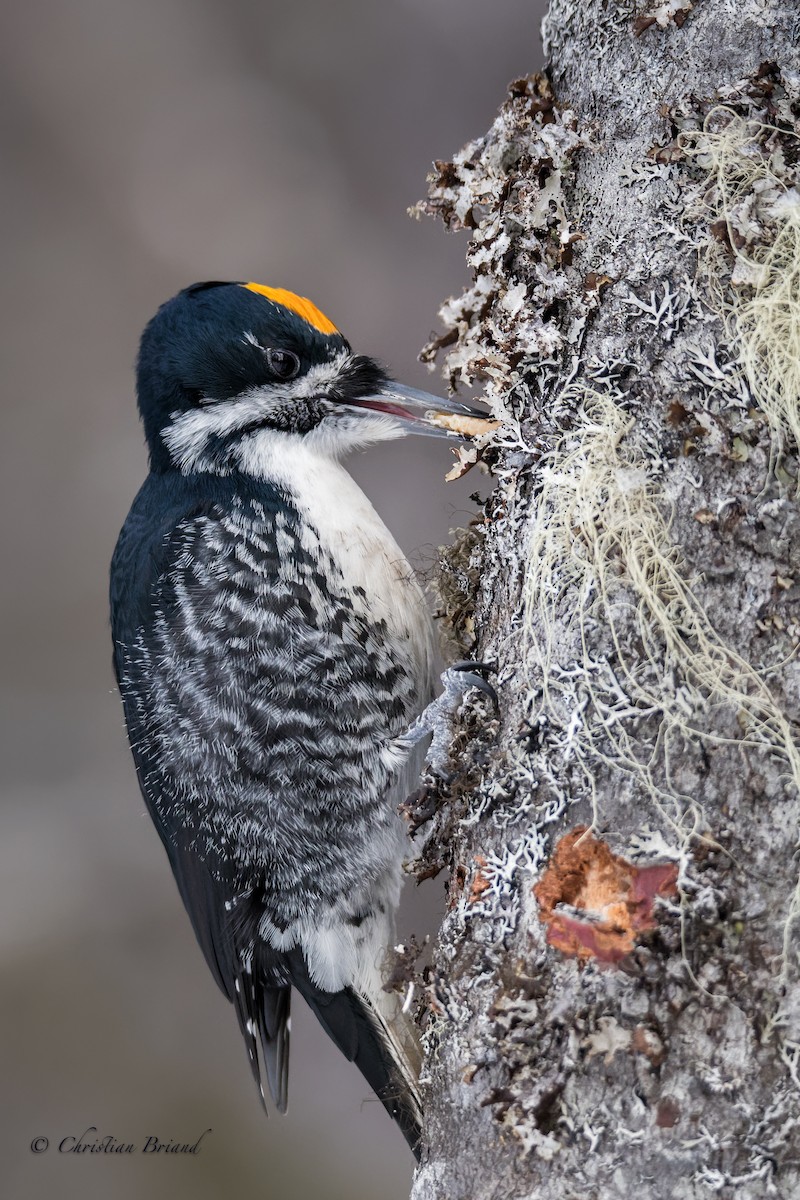 Black-backed Woodpecker - ML310770721