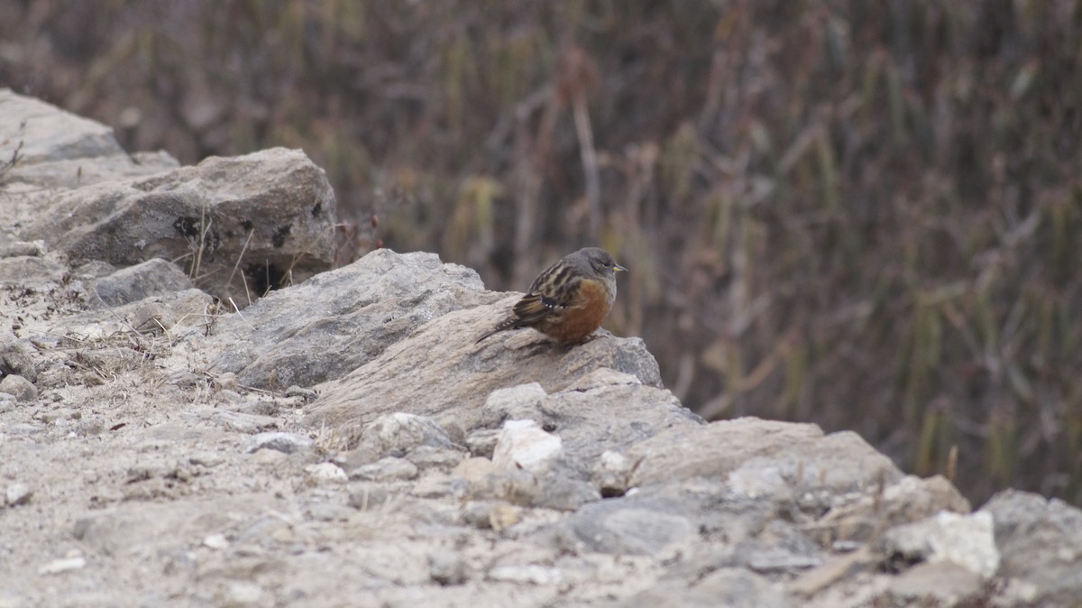 Alpine Accentor - ML310771391