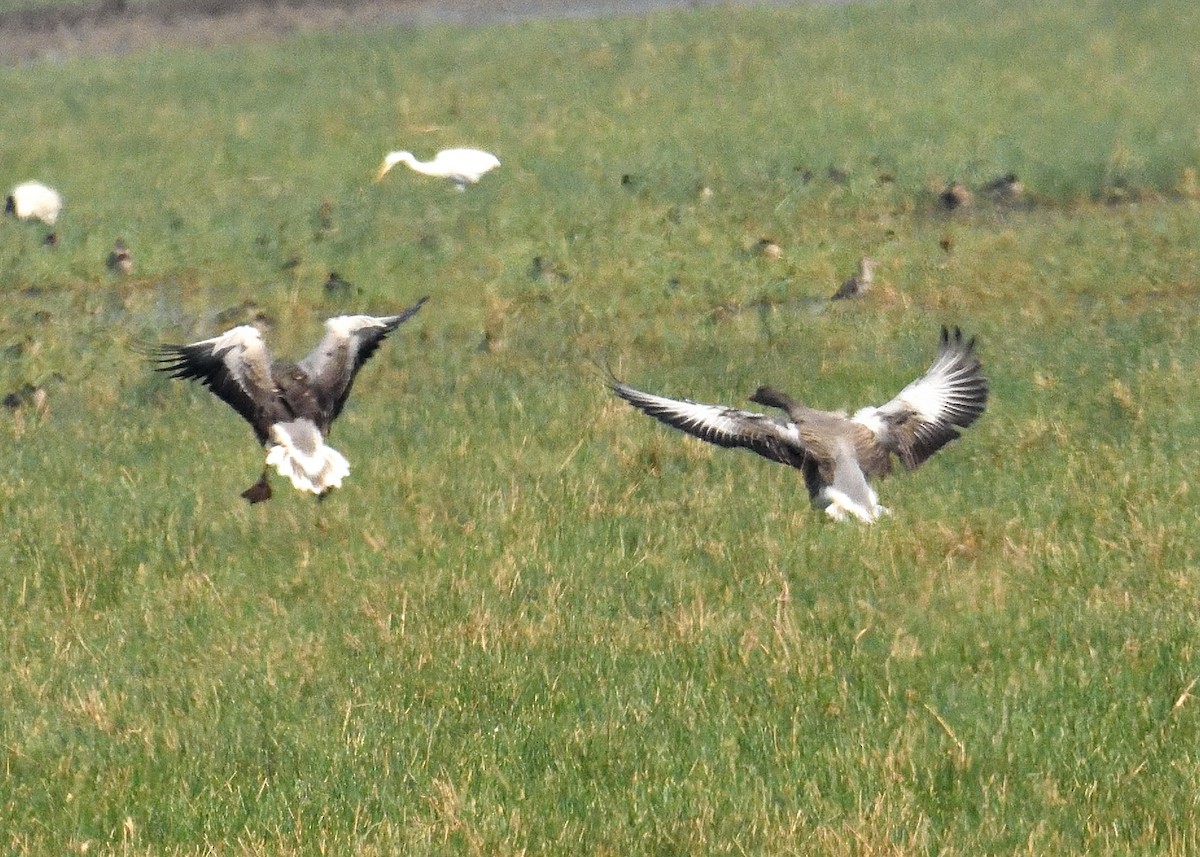 Graylag Goose - ML310771771