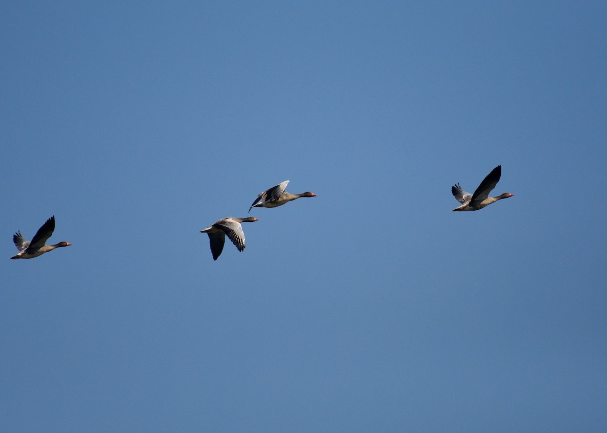 Graylag Goose - ML310772111