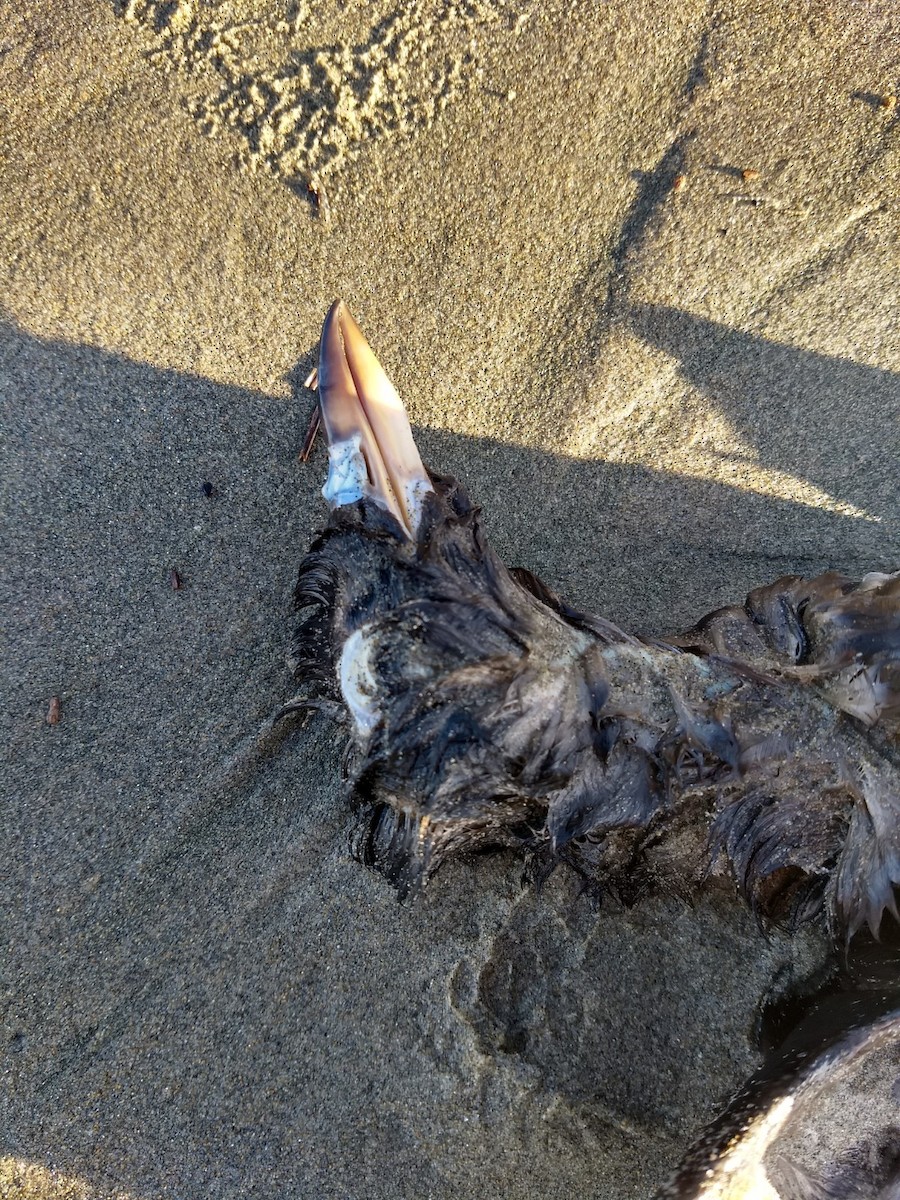 Rhinoceros Auklet - ML310772271