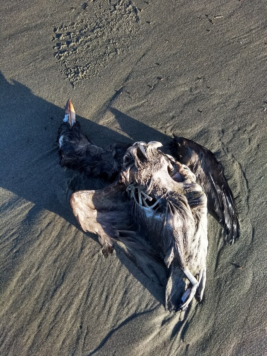 Rhinoceros Auklet - ML310772281