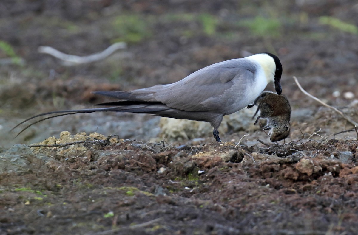 Long-tailed Jaeger - ML310774421