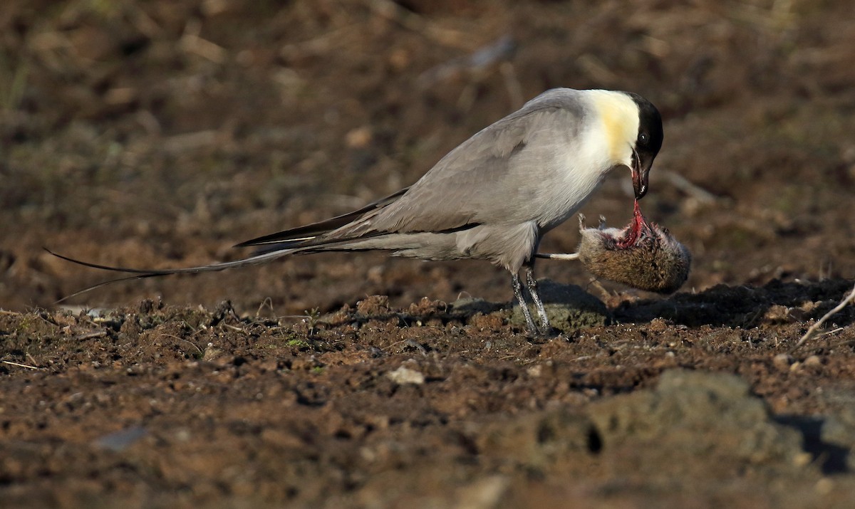 Long-tailed Jaeger - Daniel López-Velasco | Ornis Birding Expeditions