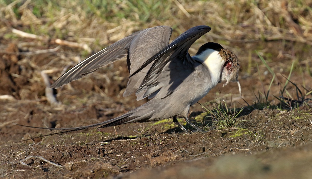 Long-tailed Jaeger - ML310774611