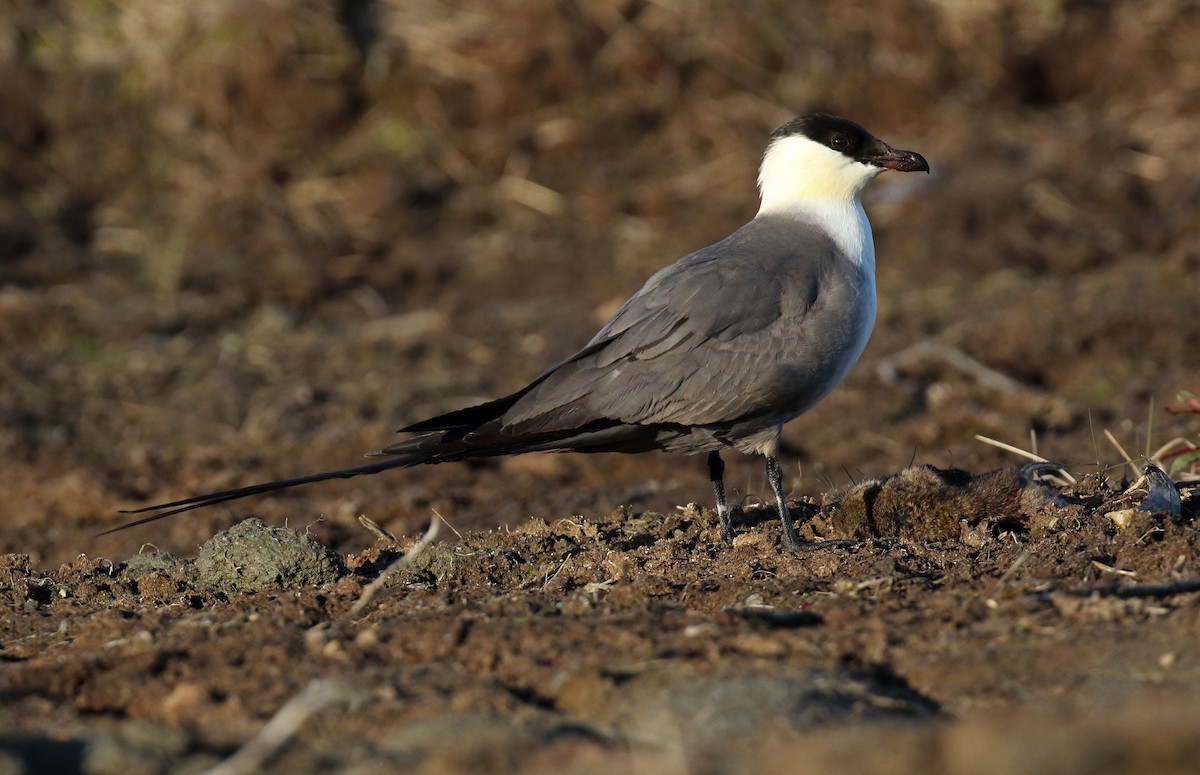 Long-tailed Jaeger - ML310774621