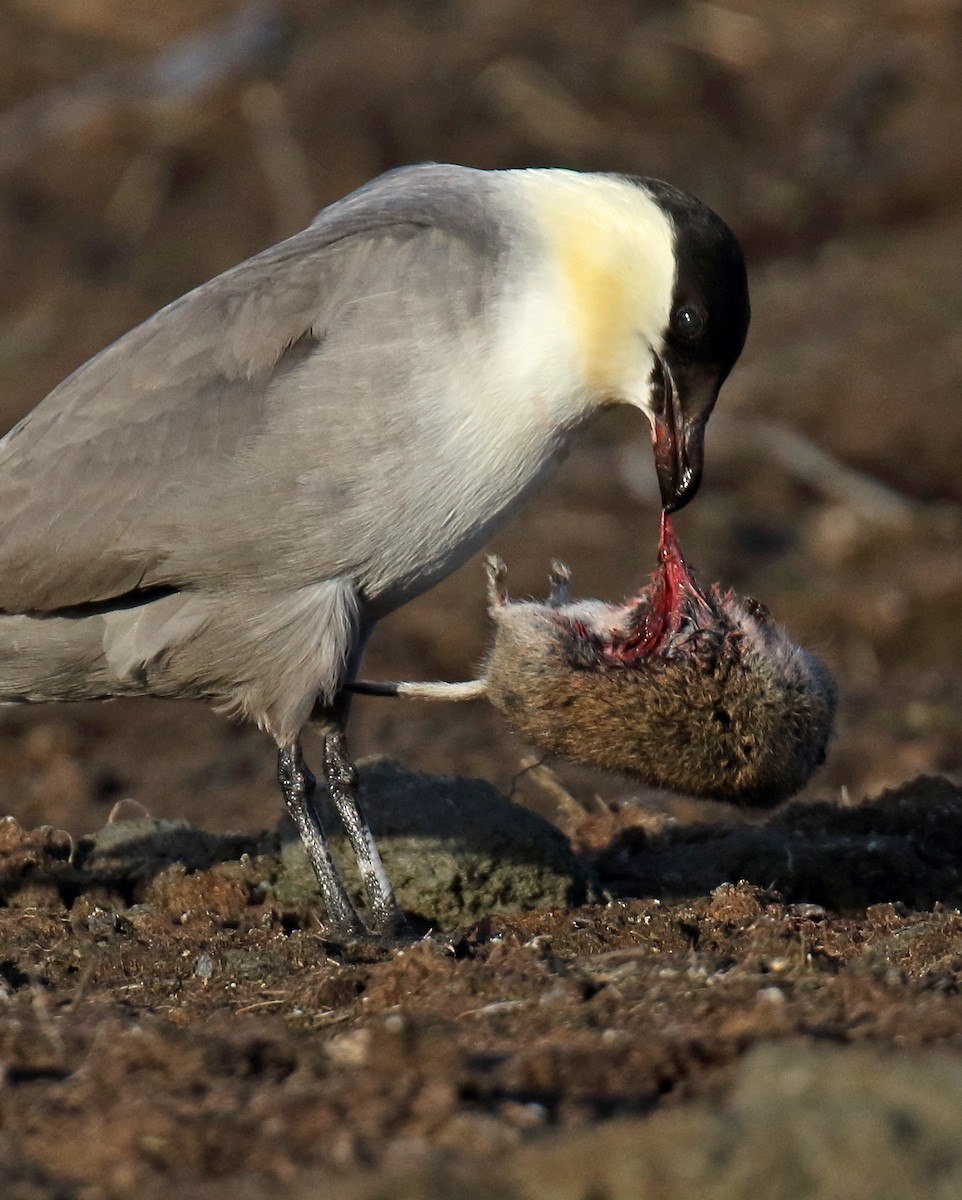 Long-tailed Jaeger - ML310774691