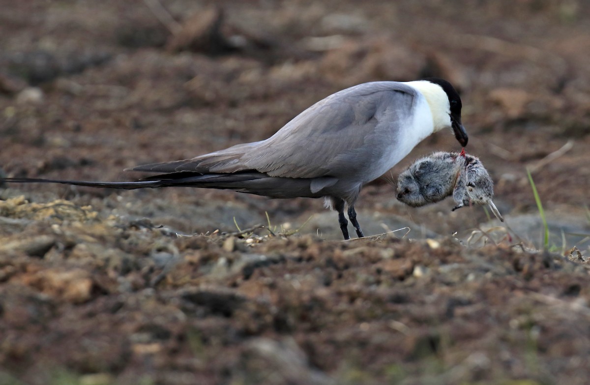 Long-tailed Jaeger - ML310774711