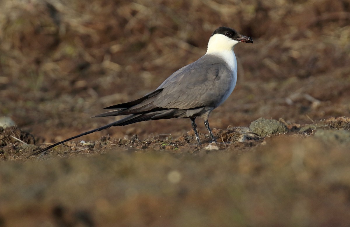 Long-tailed Jaeger - ML310774721