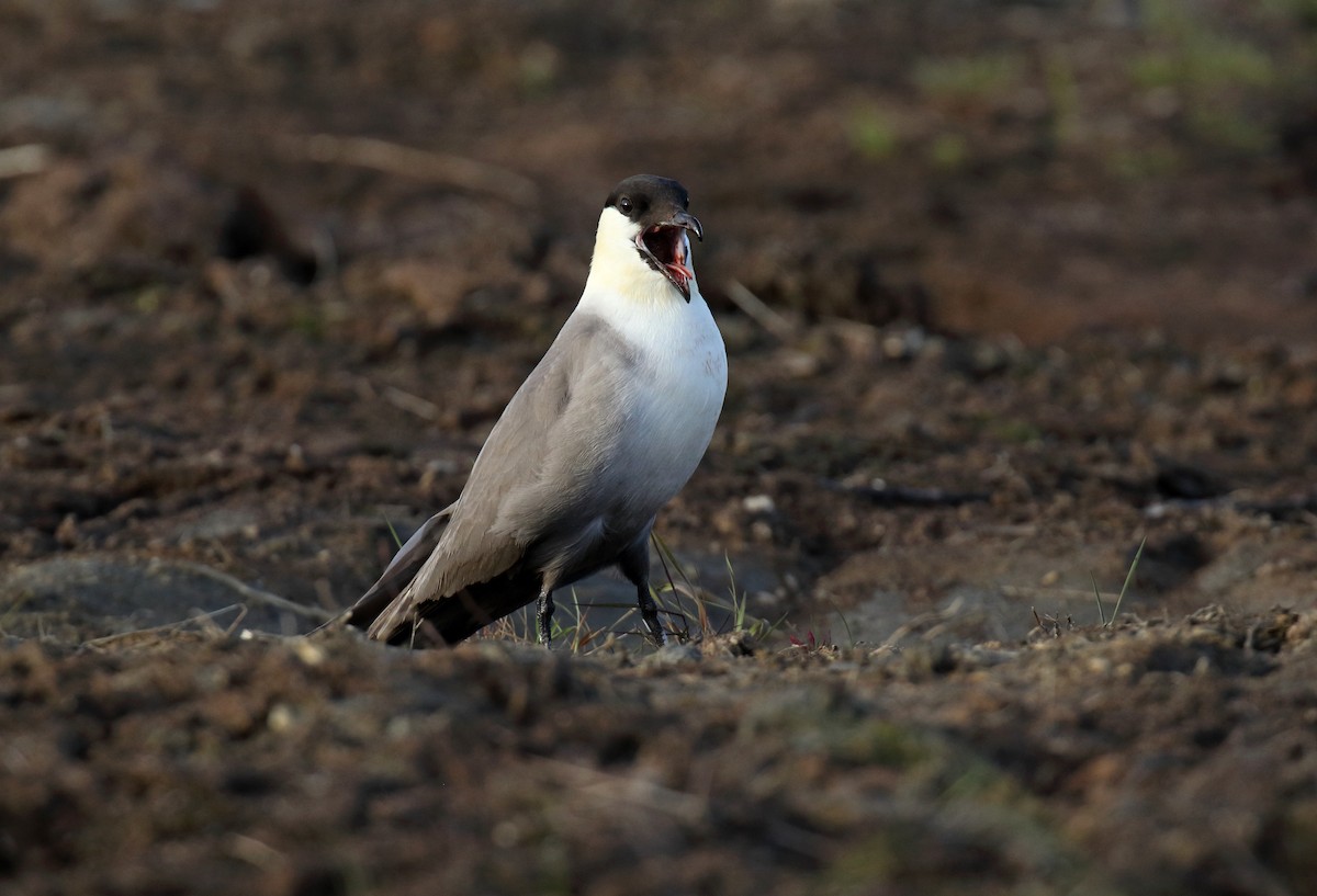 Long-tailed Jaeger - ML310774751