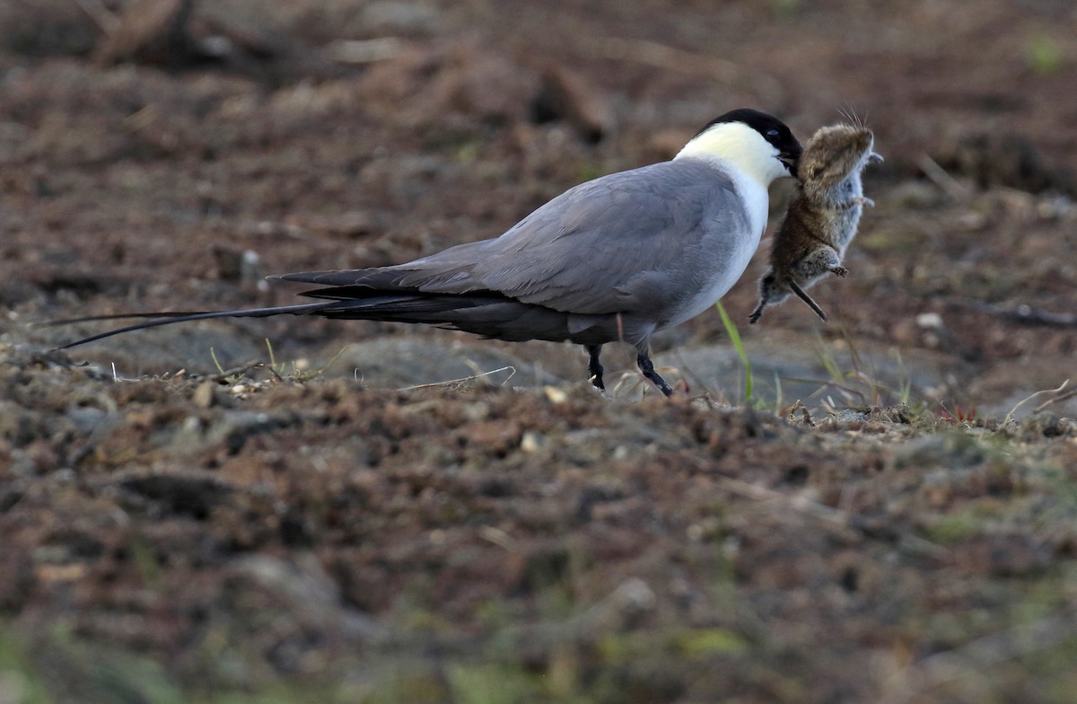 Long-tailed Jaeger - ML310774771