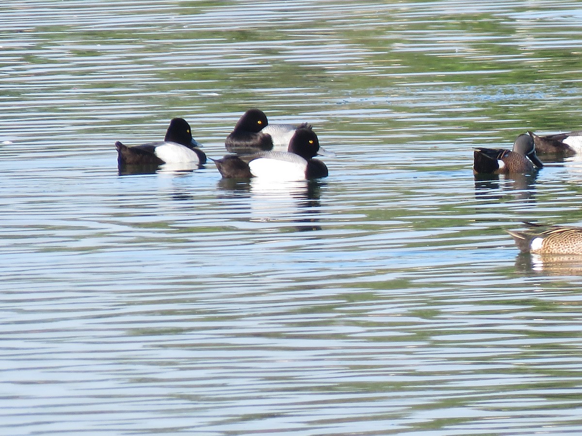 Lesser Scaup - Roberto Downing