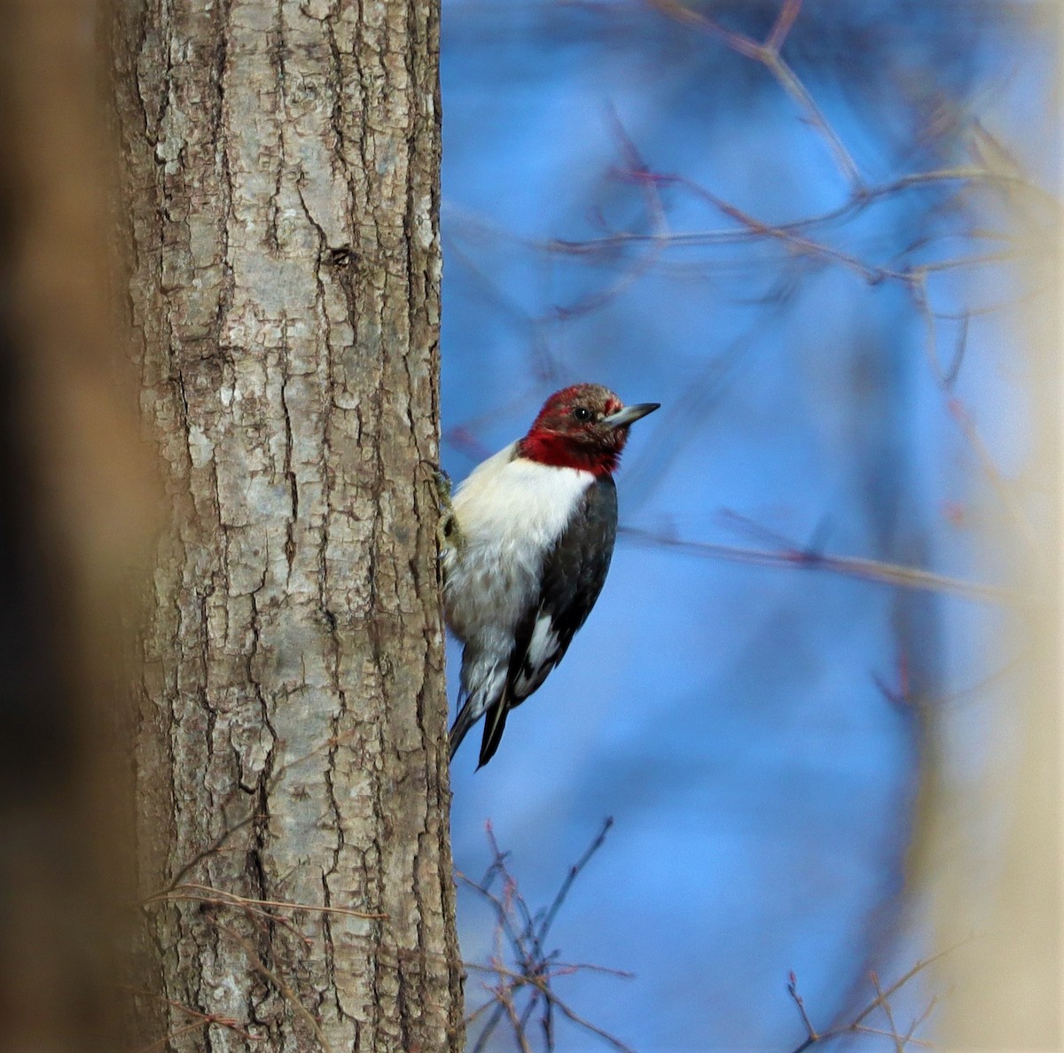 Red-headed Woodpecker - ML310776061