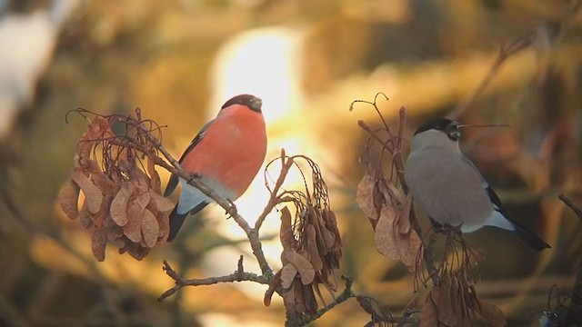 Eurasian Bullfinch - ML310776581