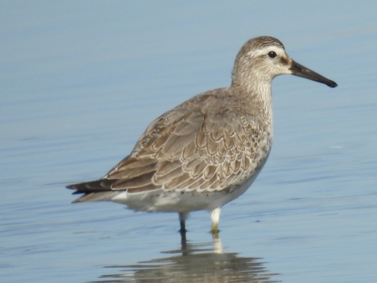 Red Knot - ML310776751