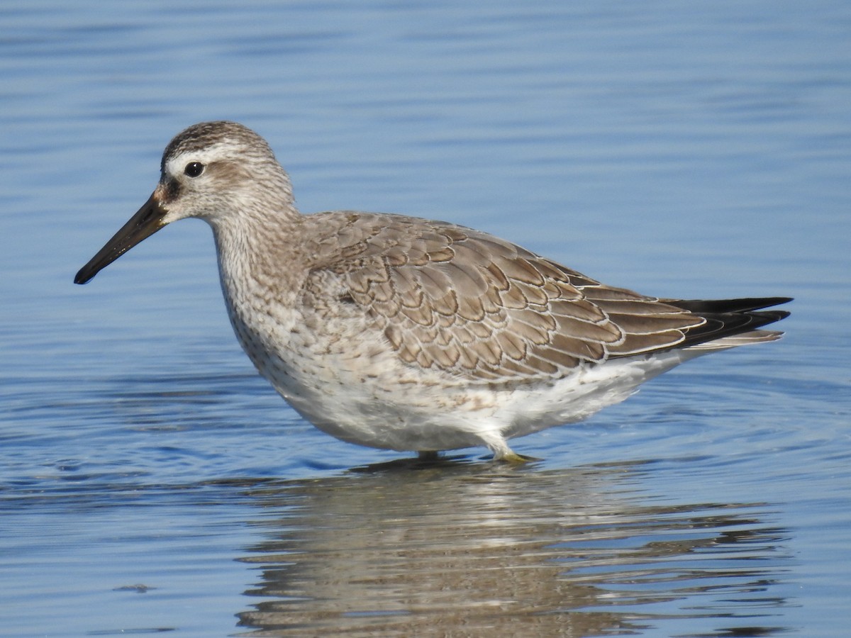 Red Knot - ML310776761