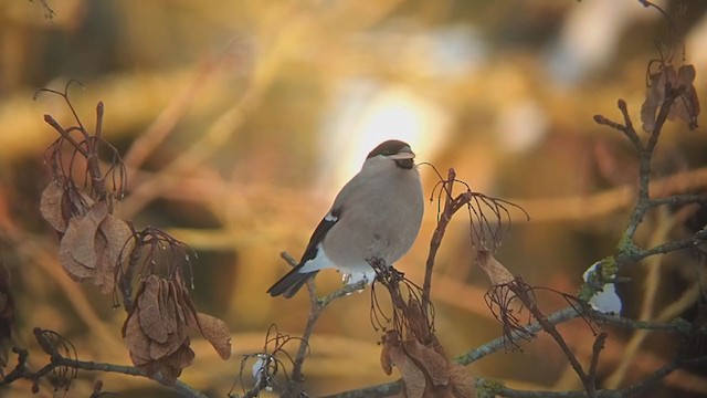 Eurasian Bullfinch - ML310776841