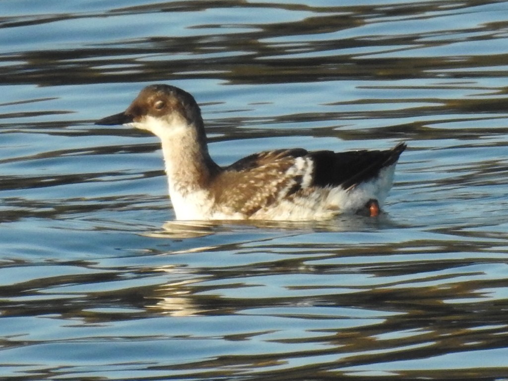 Pigeon Guillemot - ML310777081