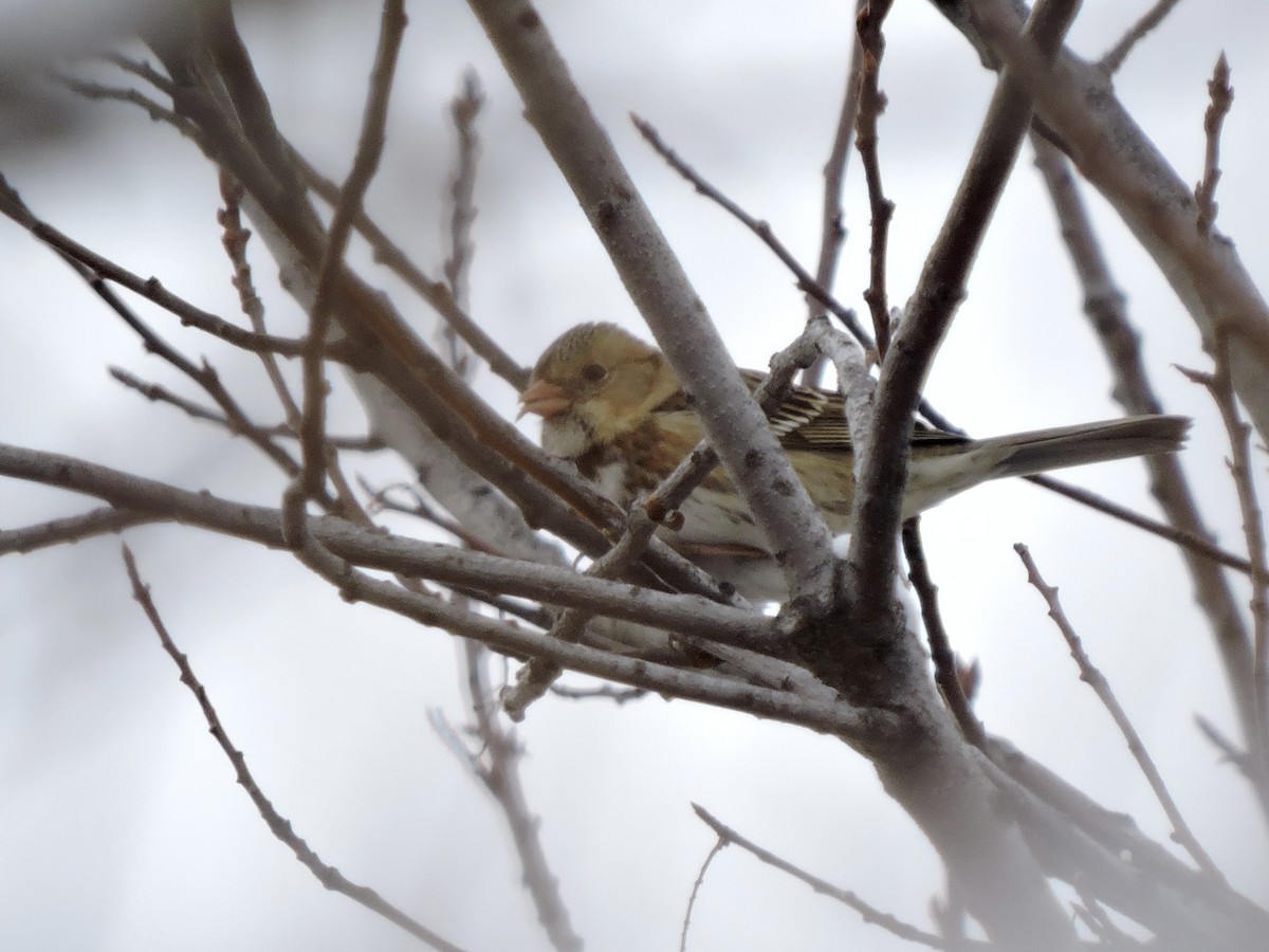 Harris's Sparrow - ML310777541