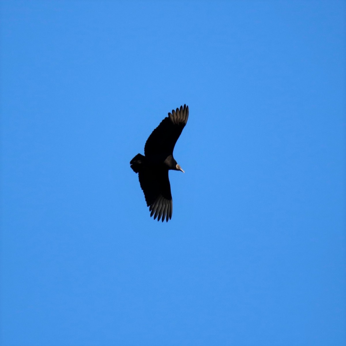 Black Vulture - ML310777711