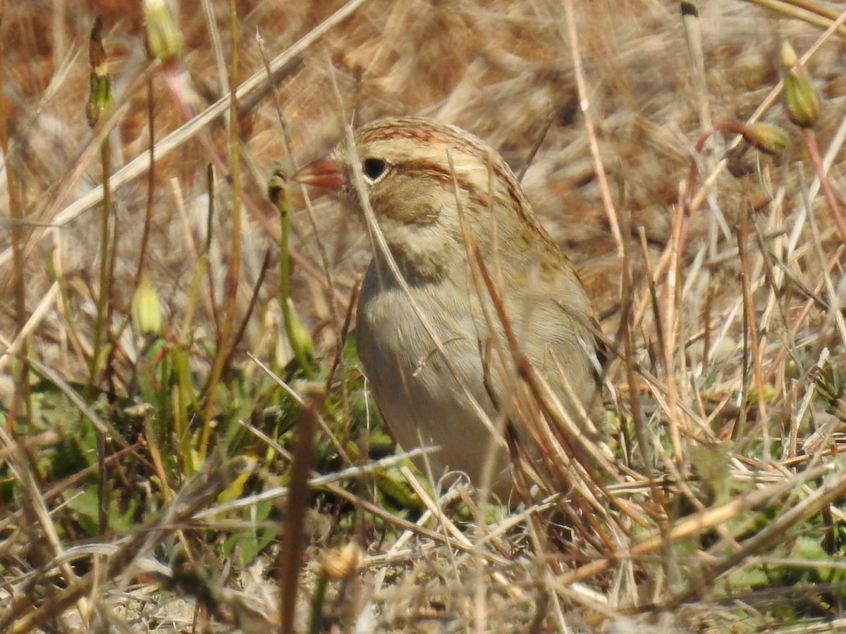 Chipping Sparrow - Aidan Brubaker