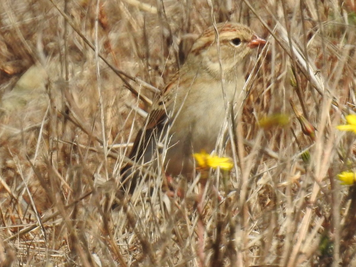 Chipping Sparrow - Aidan Brubaker