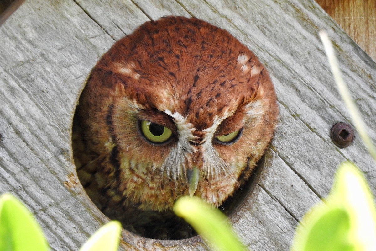 Eastern Screech-Owl - ML310778971