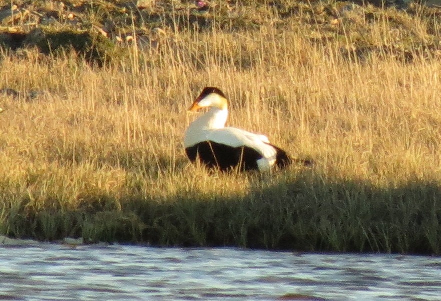 Common Eider - Peter Blancher