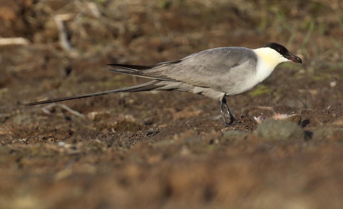 Long-tailed Jaeger - ML310779961