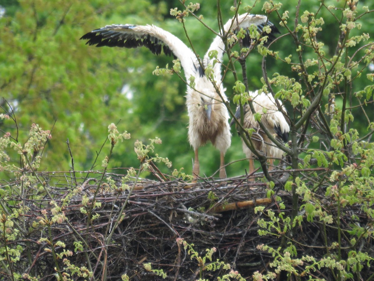 Cigogne blanche - ML31078091