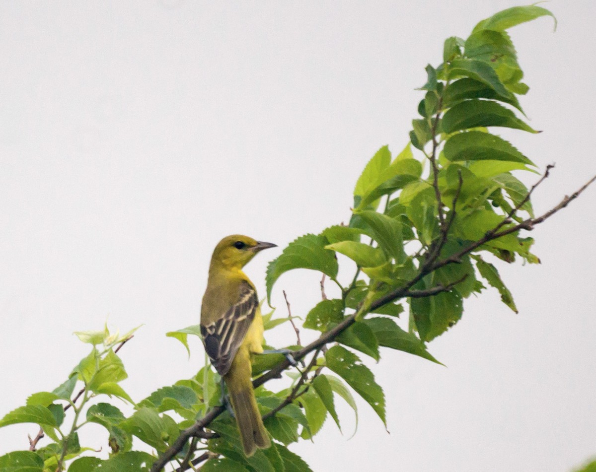 Orchard Oriole - ML31078121