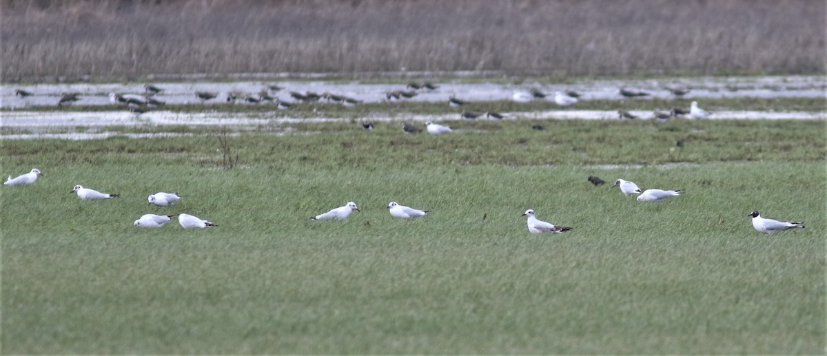 Mediterranean Gull - Peter Alfrey