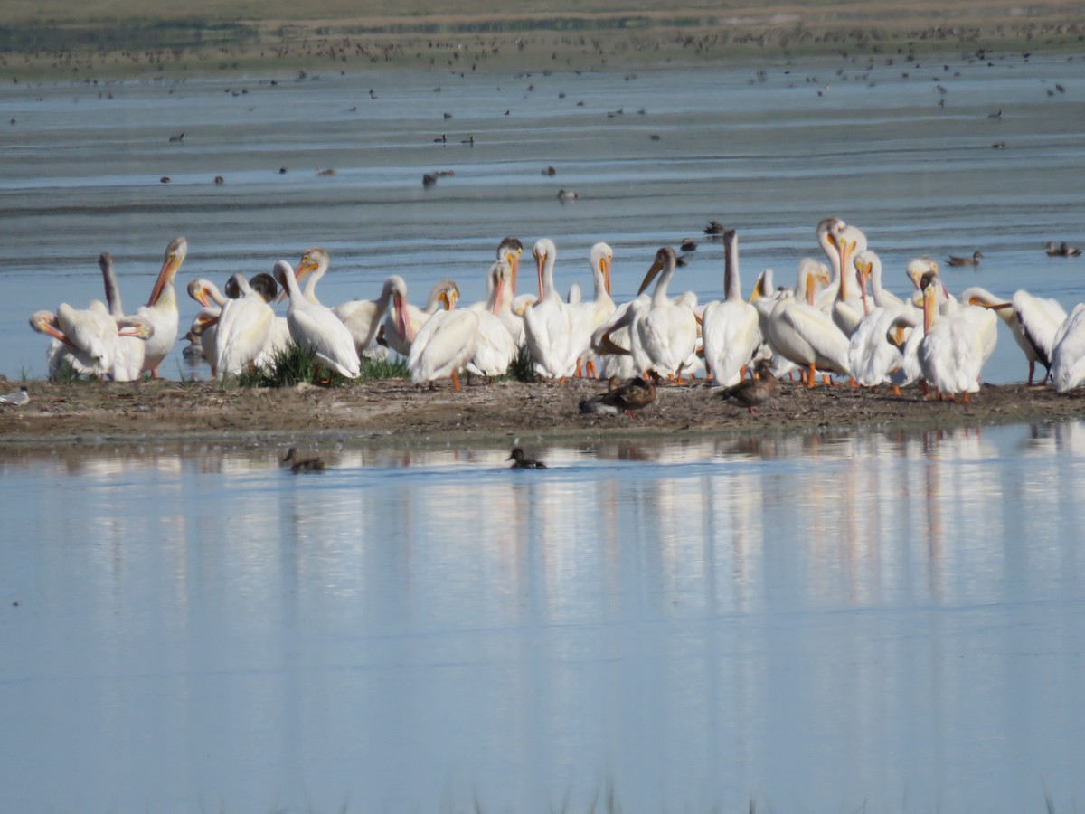 American White Pelican - ML31078441