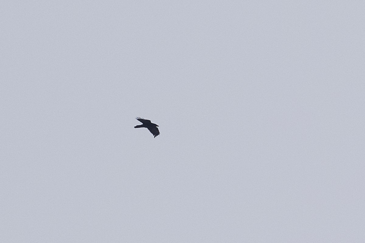 Common Raven - ML310785081