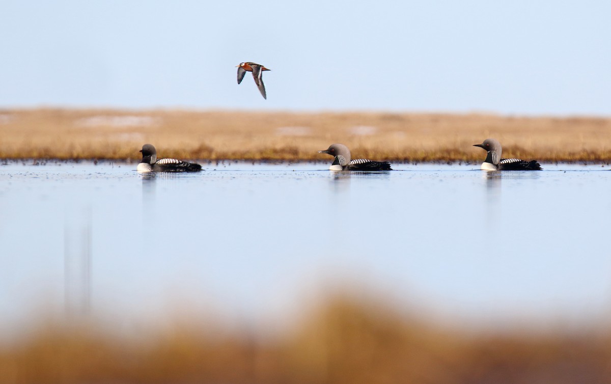 Pacific Loon - ML310785811